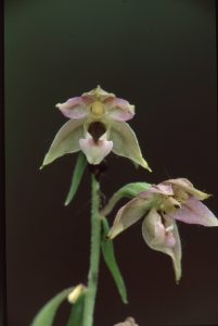 Epipactis leptochila 139 - E. leptochila neglecta Wörth 290612(3)