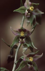 Epipactis leptochila 144 - E. leptochila neglecta Bergzabern4