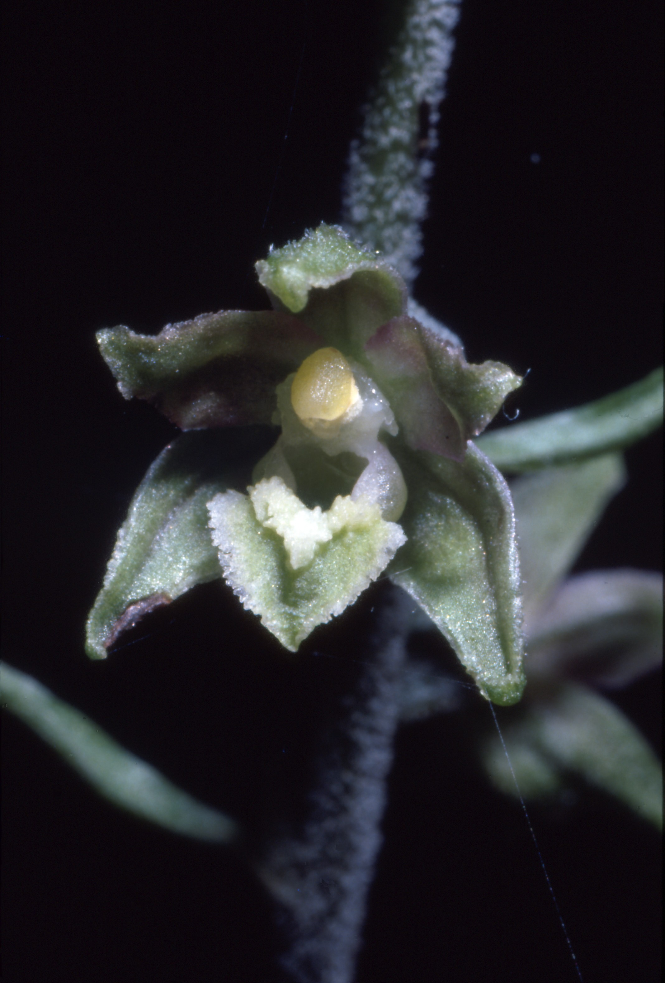 Epipactis microphylla (Ehrhardt) Swartz