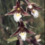 Epipactis palustris - Echte Sumpfwurz 35