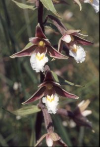 Epipactis palustris - Echte Sumpfwurz 35