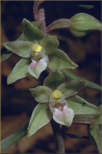 Epipactis purpurata Blüte