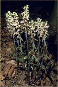 Epipactis purpurata Habitus