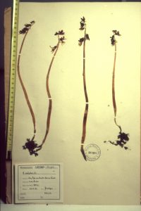 Epipogium aphyllum 128 - Ep. epipogium Herbar