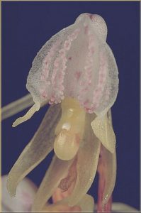 Epipogium aphyllum Blüte