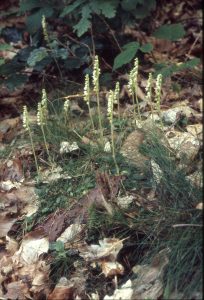 Goodyera repens 44