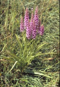 Gymnadenia conopse subsp. densiflora 39