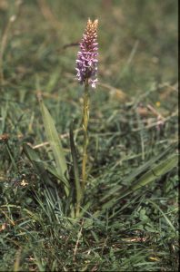 Gymnadenia conopsea 97 - D. maculata x Gymn. conopsea