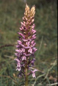 Gymnadenia conopsea 98 - D. maculata x Gymn. conopsea