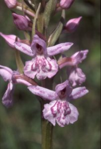 Gymnadenia conopsea 99 - D. maculata x Gymn. conopsea