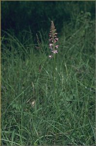 Gymnadenia odoratissima Habitus