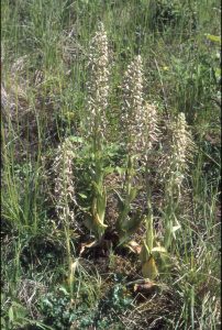 Himantoglossum hircinum 46