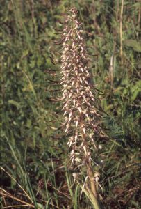 Himantoglossum hircinum 47