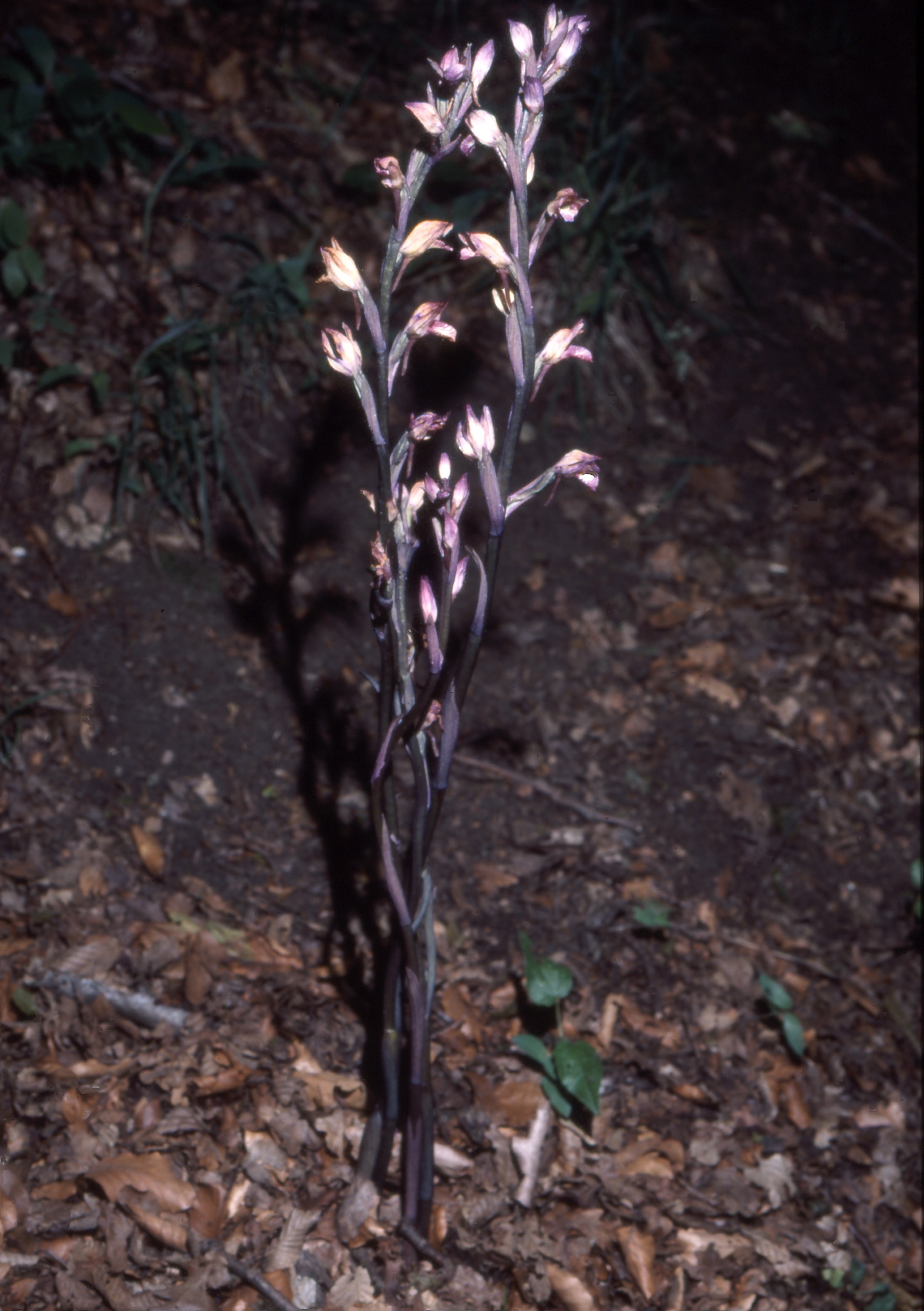 Limodorum abortivum (L.) Swartz