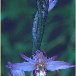 Limodorum abortivum Blüte