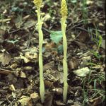 Neottia nidus avis sulphurea 49