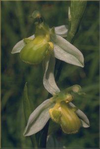 Ophrys apifera 3