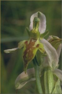 Ophrys apifera 4