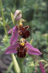 Ophrys apifera 58