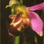 Ophrys apifera Blüte