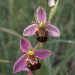 Ophrys apifera aurita 55