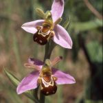 Ophrys apifera aurita - Bienen-Ragwurz 56