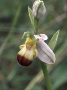 Ophrys apifera bicolor 57
