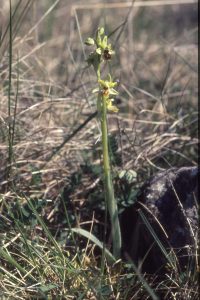 Ophrys araneola 61