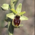 Ophrys araneola 62