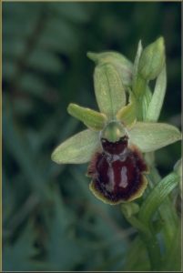 Ophrys araneola Blüte