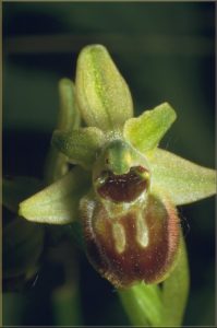Ophrys araneola Habitus