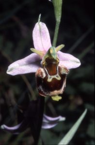 Ophrys fuciflora 116 - O. apifera x O. fuciflora