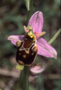 Ophrys fuciflora 117 - O. apifera x O. fuciflora