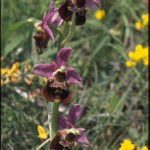Ophrys fuciflora 51