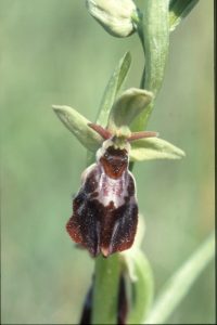 Ophrys fuciflora 53 - hummel x fliege