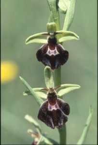 Ophrys fuciflora 54 - hummel x fliege