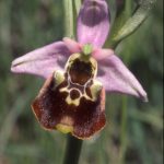 Ophrys fuciflora - Hummel-Ragwurz 52