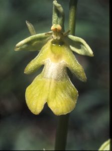 Ophrys insectifera 118 - O. insectifera flavescens