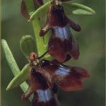 Ophrys insectifera Blüte