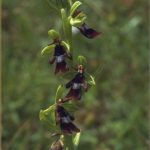 Ophrys insectifera Habitus
