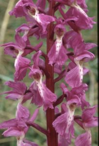 Orchis mascula Blüte 119