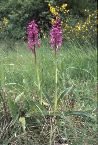 Orchis mascula Habitus 71