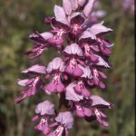 Orchis militaris Blüte 120