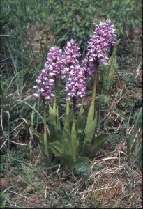 Orchis militaris - Helm-Knabenkraut 75