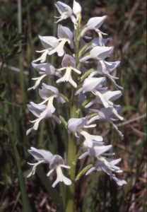 Orchis militaris - weiss 121