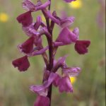 Orchis morio -Kleines-Knabenkraut 74