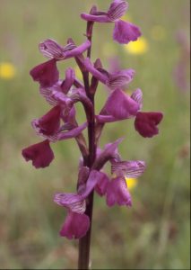 Orchis morio -Kleines-Knabenkraut 74