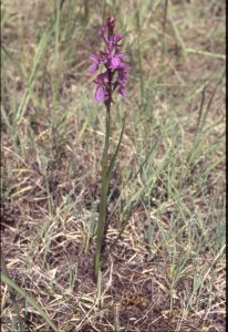 Orchis palustris 76