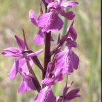 Orchis palustris 77