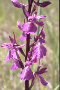 Orchis palustris 77